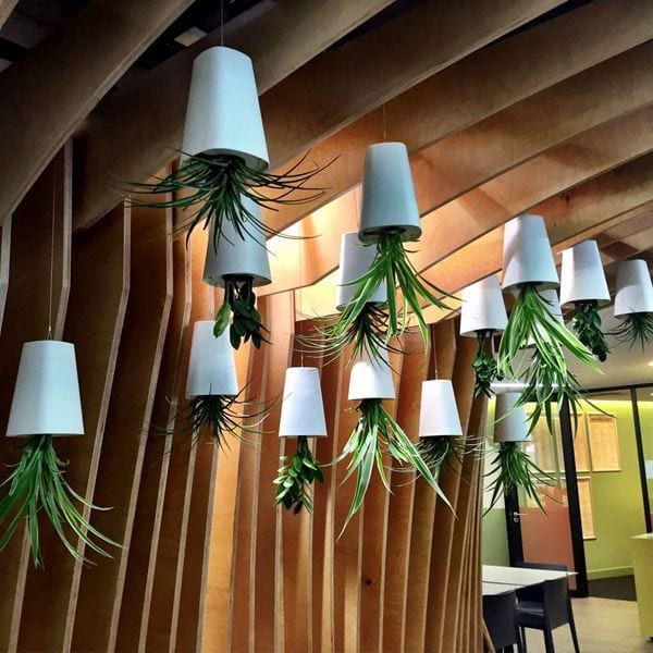 Upside Down Planter - Bidvest Execuflora | Indoor Plants & Pots