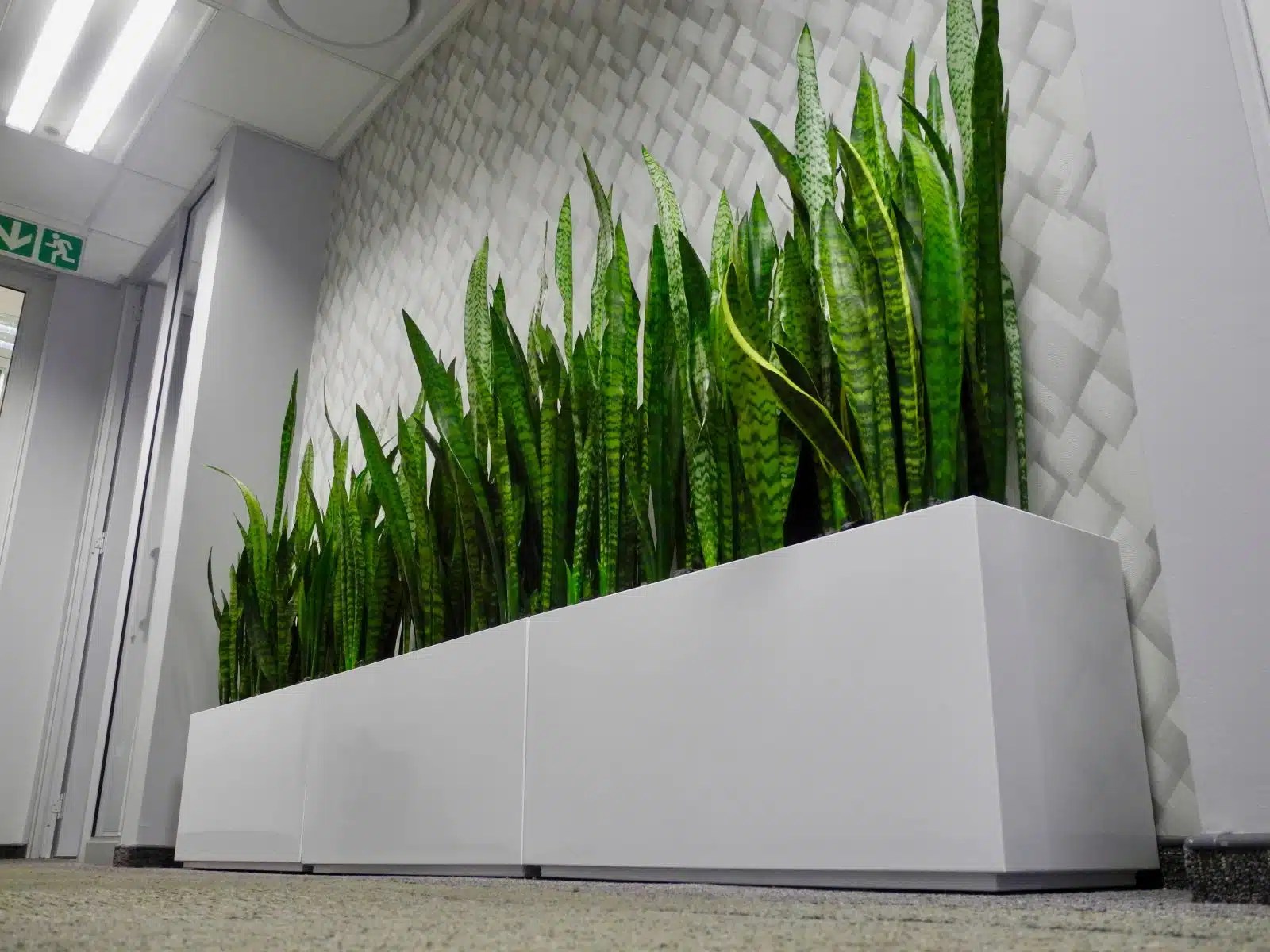 Plant Ideas for Windowless Offices Bidvest Execuflora Indoor Plants