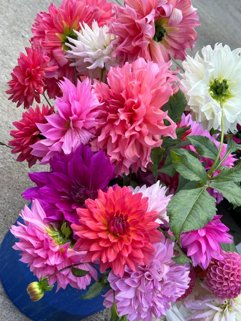dahlia collection