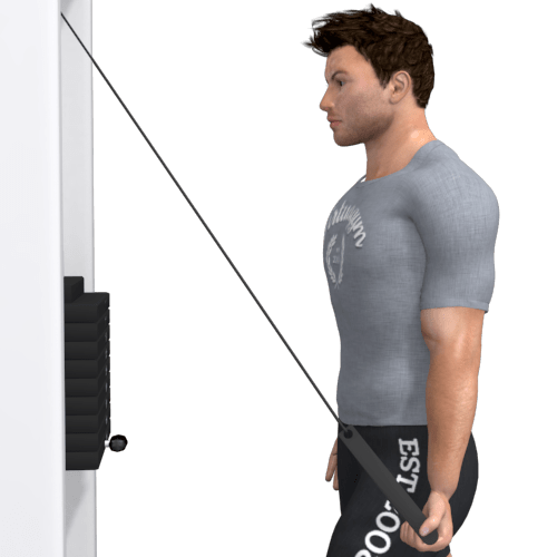 Pulley Triceps Extension Video Exercise Guide