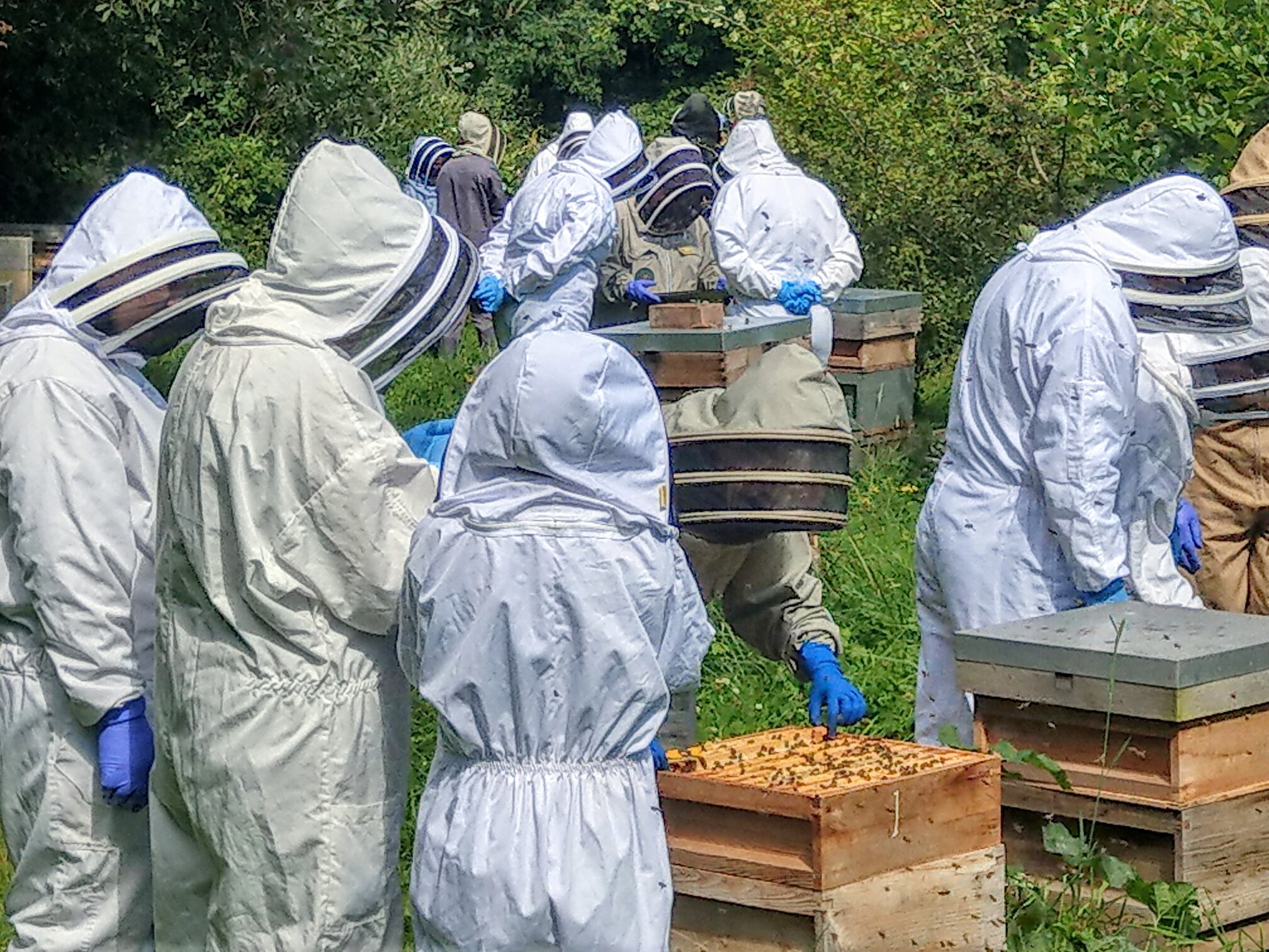 Exeter Beekeepers A branch of Devon Beekeepers Asociationchaity
