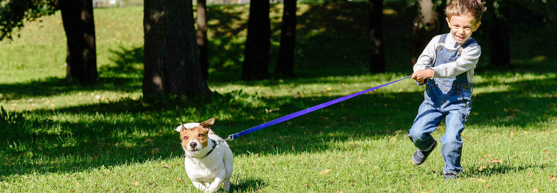 How do I get my dog to stop pulling on the leash? Exfed Dog Training