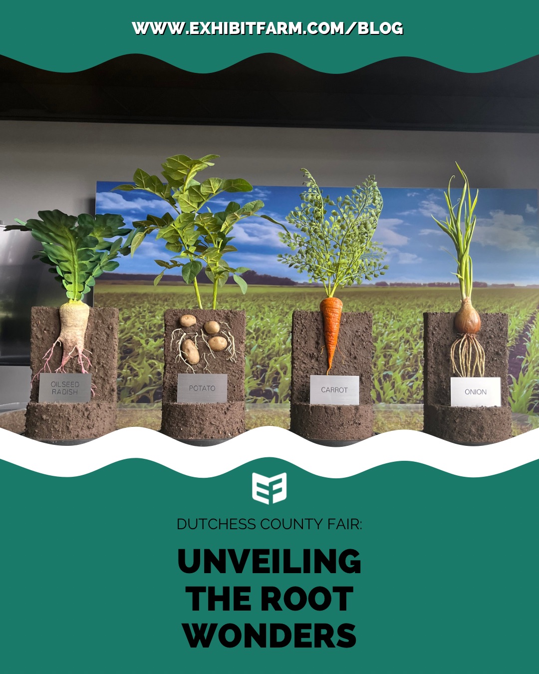 Dutchess County Fair Unveiling The Root Wonders Exhibit Farm The