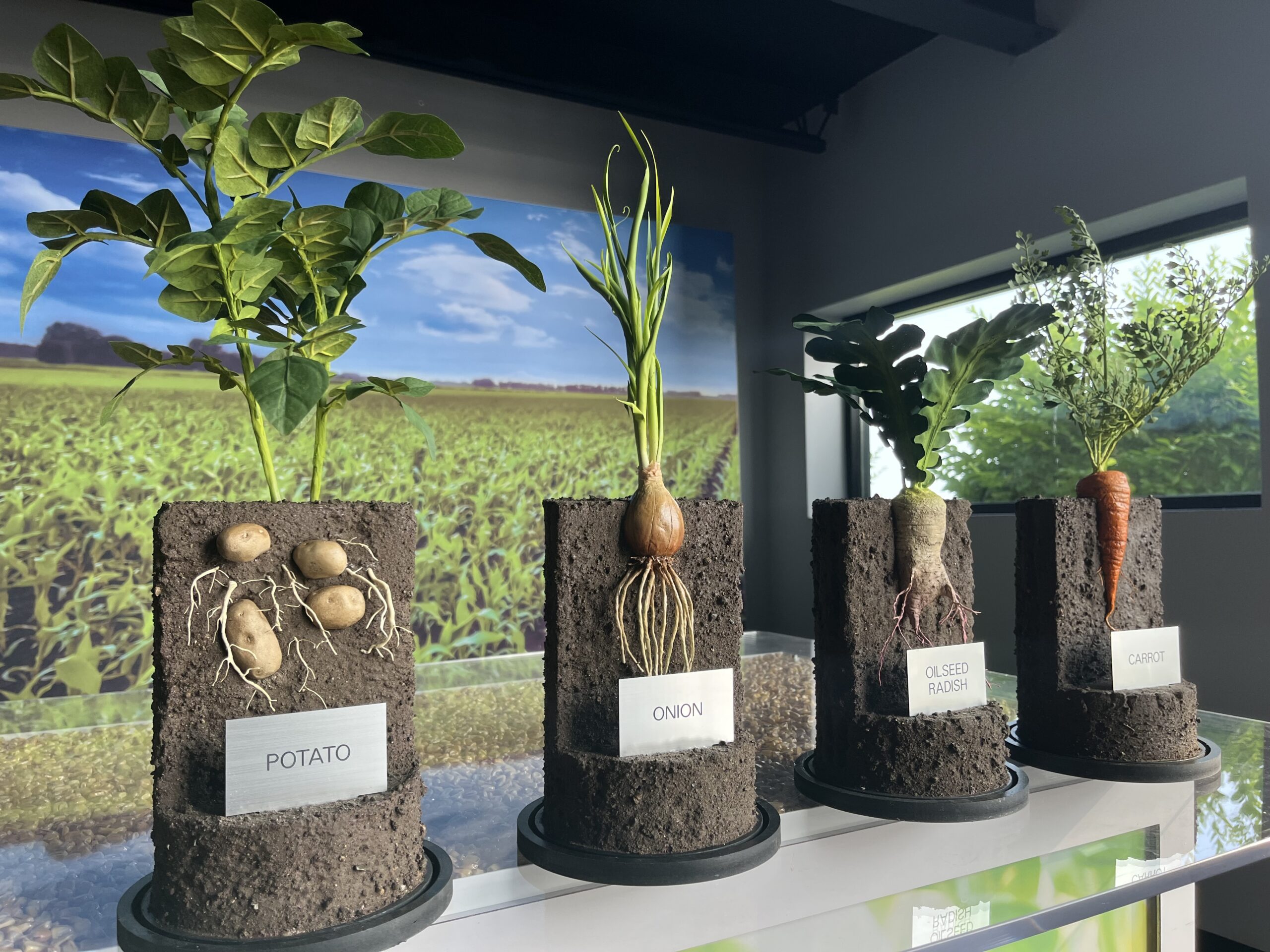 Dutchess County Fair Unveiling The Root Wonders Exhibit Farm The