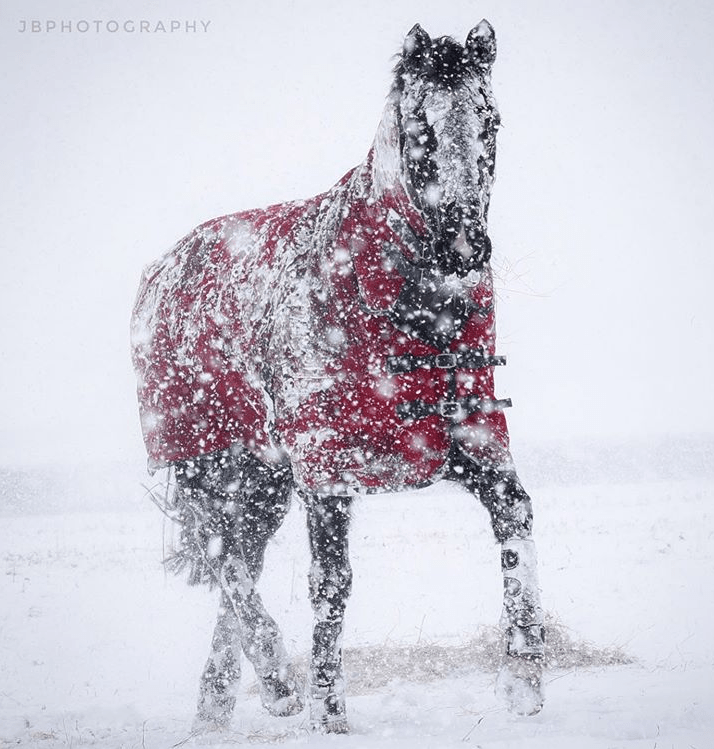 Quic Tips to Help Prevent Blanket Rubs Exhibitor Labs