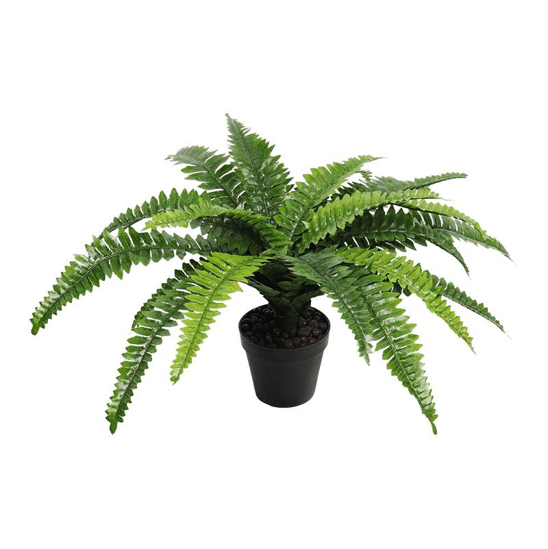 Fern Exhibit Systems