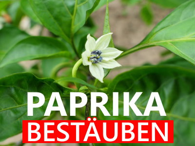 Paprika Bestäuben » In 10 Sek. Paprikablüte Selbst Befruchten
