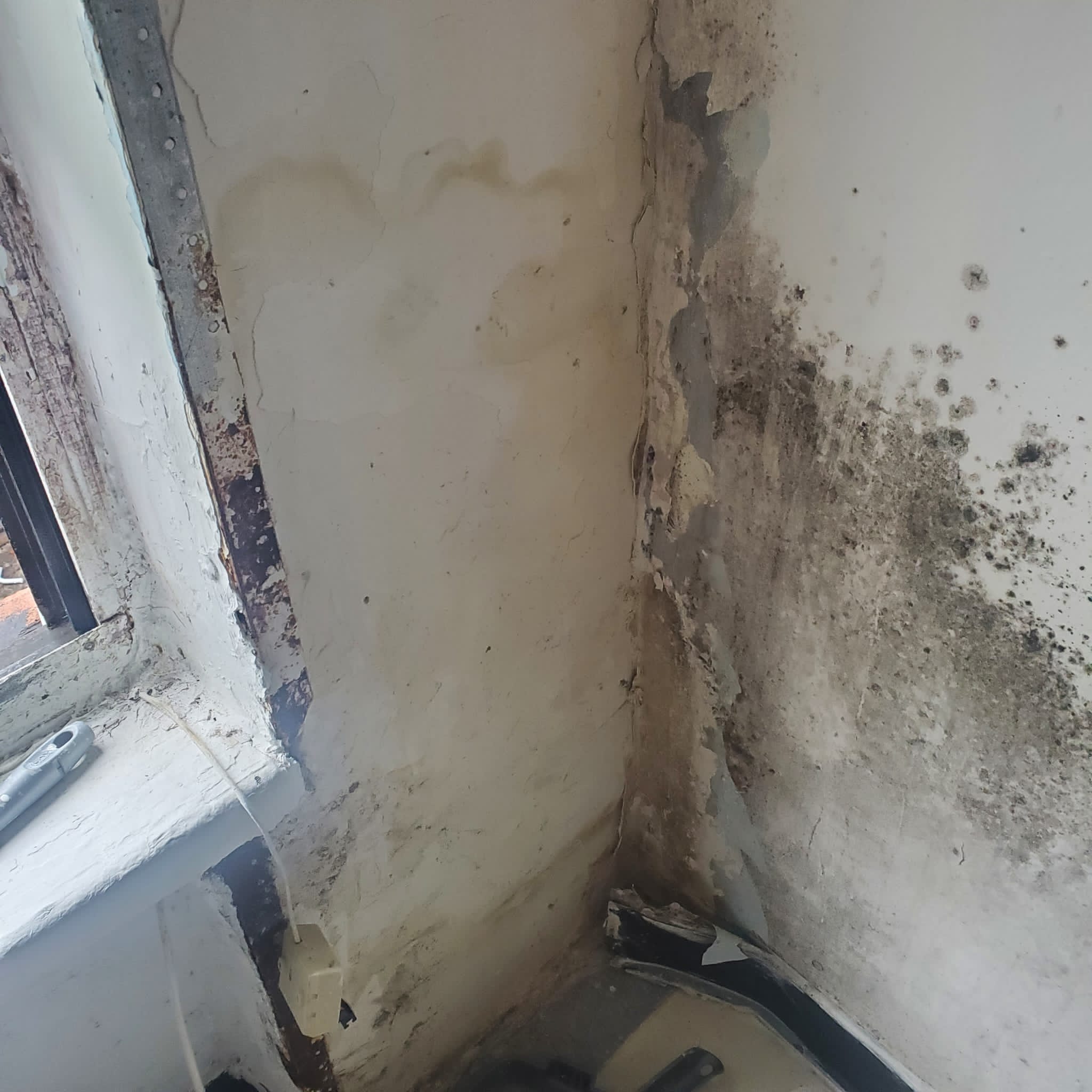 How to Remove Mold from Your Apartment Exit Mold