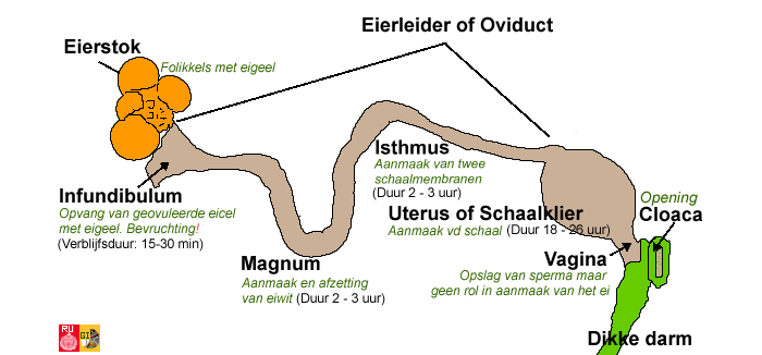 Egg Yolk Peritonitis ExLegkipjes