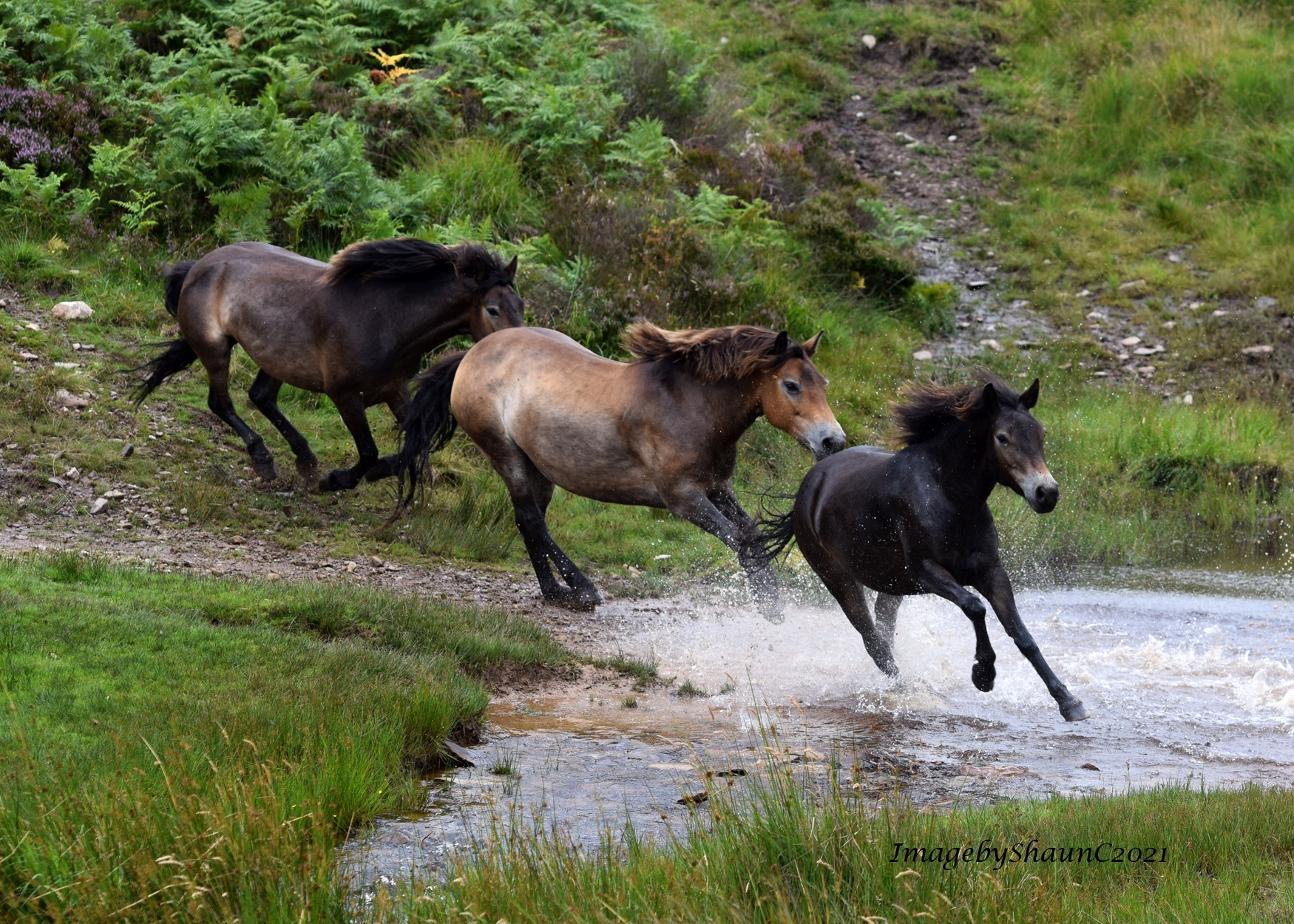 Exmoor Ponies Exmoor 4 all