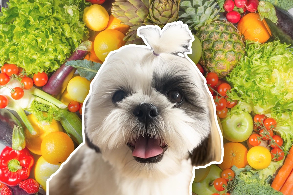 What Fruits Can Shih Tzu Eat? (4Season Guide & Vegetables)