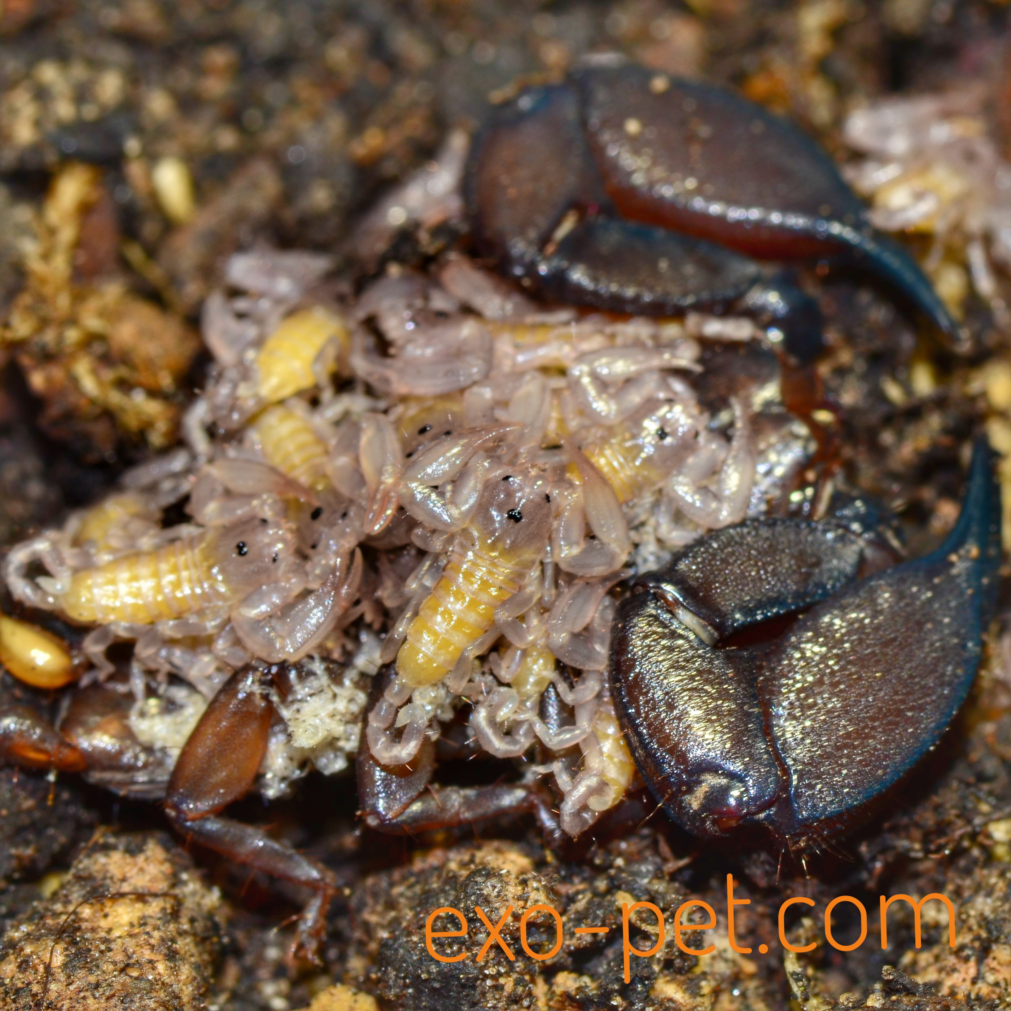 Liocheles australasiae (Thailand) subadultadult exopet.de