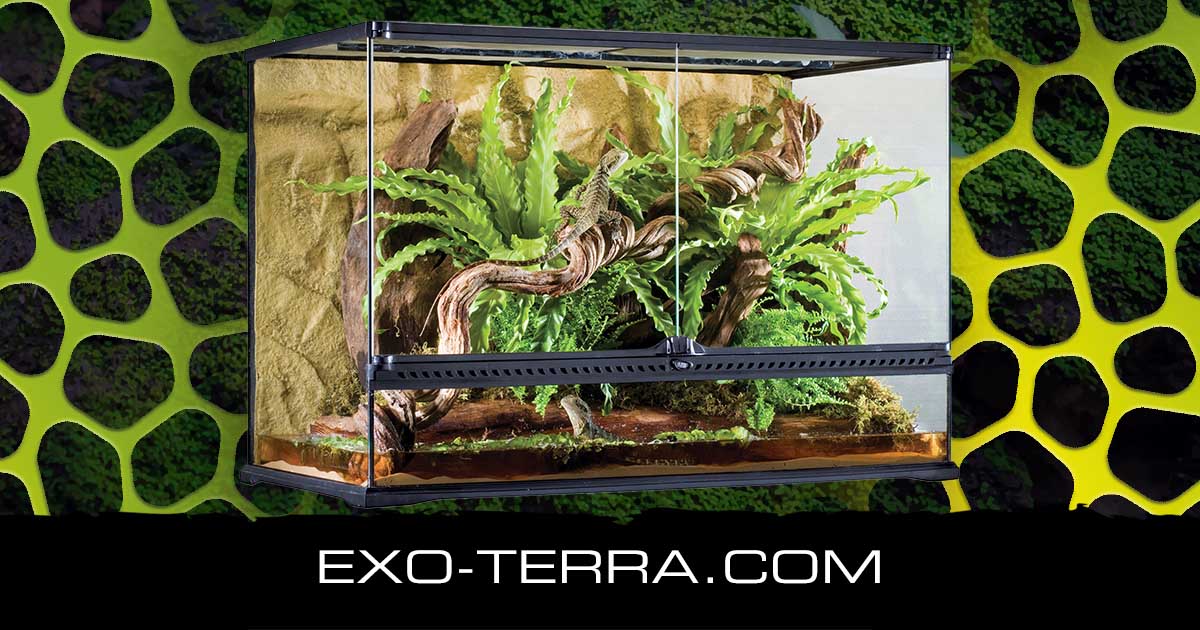 Natural Terrarium Large Tall