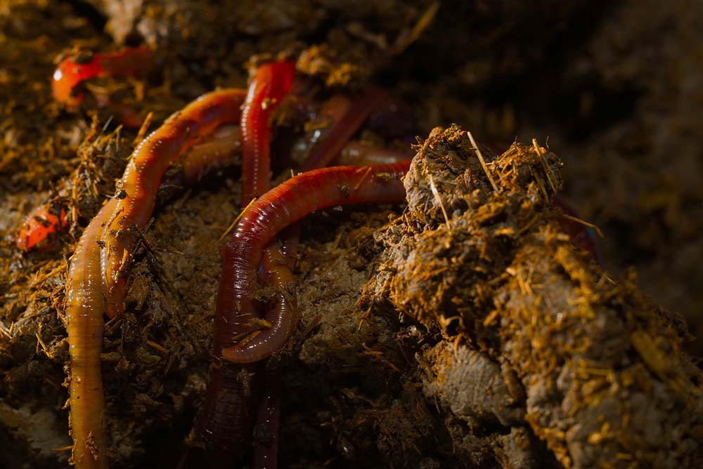 What do axolotls eat? [Axolotl Diet Guide 101] Exopetguides