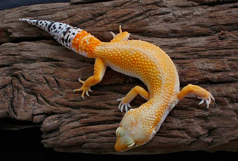 60 Coolest Leopard Gecko Morphs and Colors You Can Own