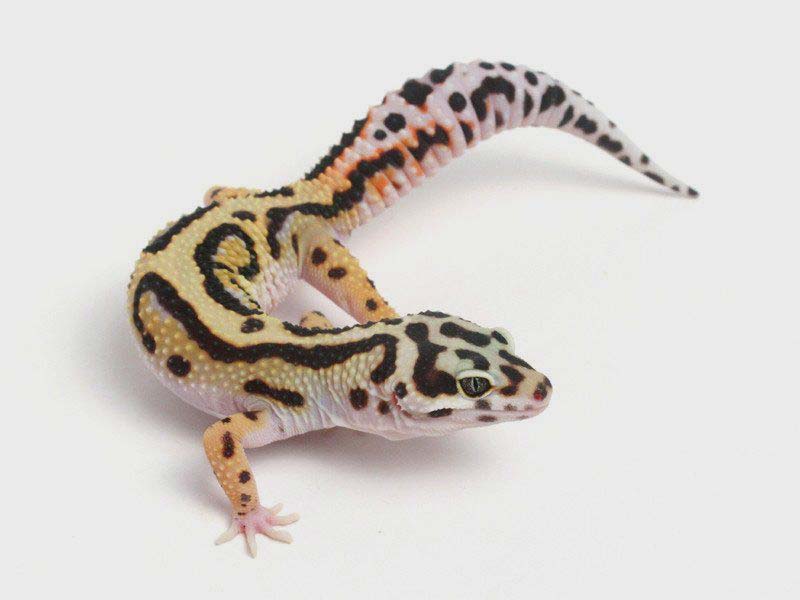 60 Coolest Leopard Gecko Morphs and Colors You Can Own