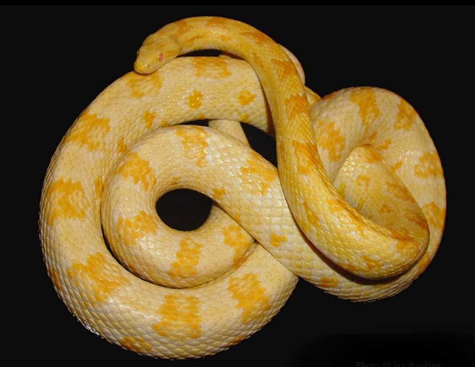 Top 40 Corn Snake Morphs, Color Chart Pictures vlr.eng.br