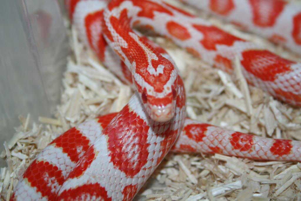 24 Beautiful Corn Snake Morphs, Colors and Prices (With Pictures