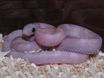 24 Beautiful Corn Snake Morphs, Colors And Prices (With Pictures) - Exopetguides