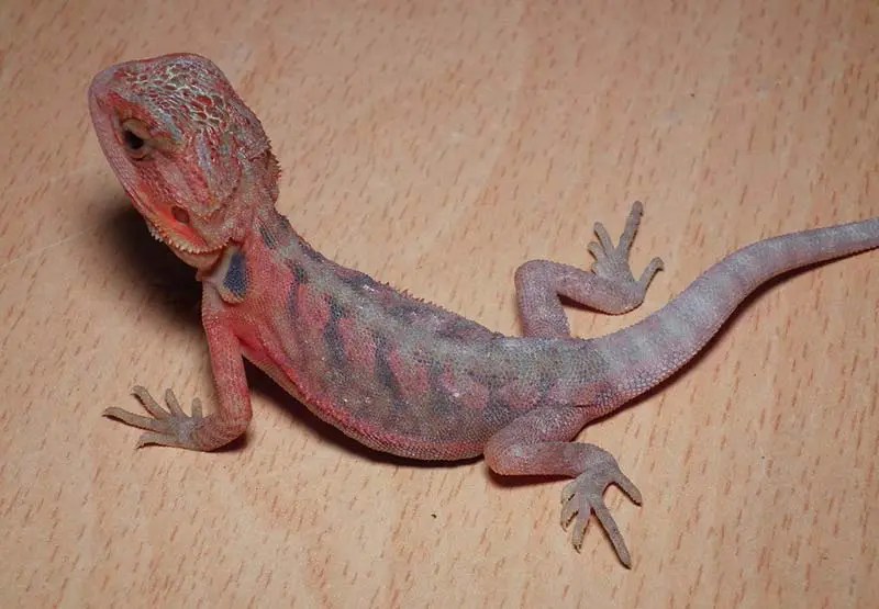 20 Bearded Dragon Morphs and Color Types to Rarest Breed)