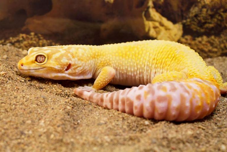 60 Coolest Leopard Gecko Morphs and Colors You Can Own