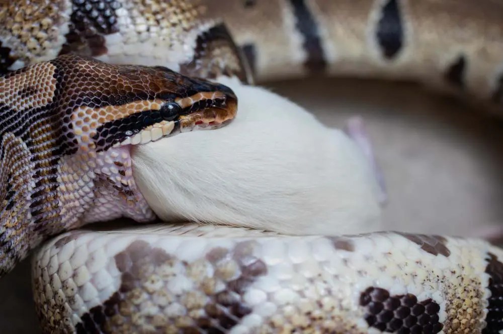 How Long Can a Ball Python Snake Go Without Eating? ExoPetGuides