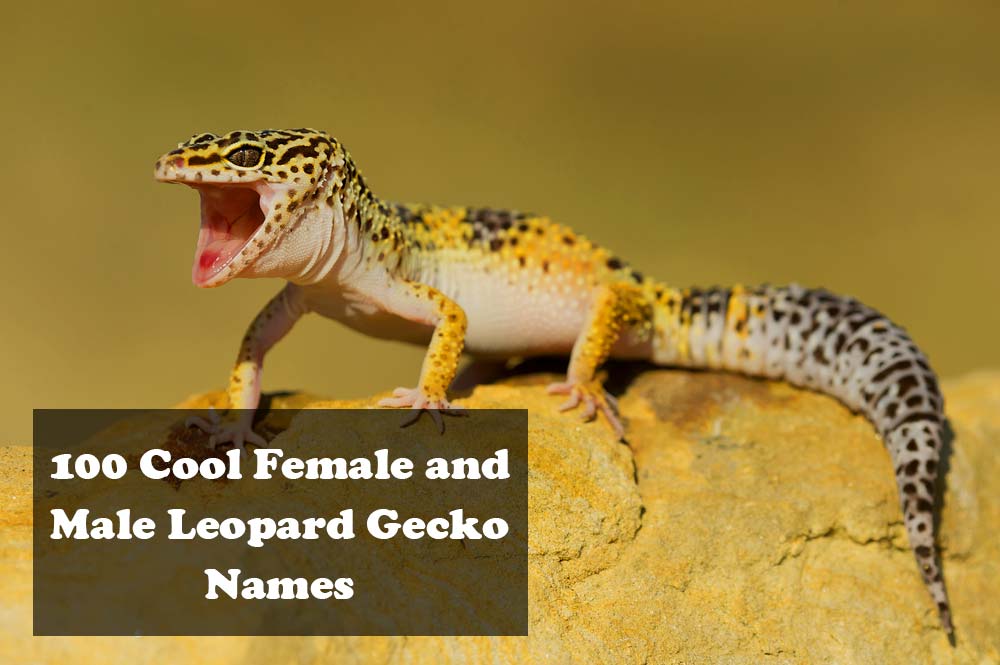 Leopard Gecko Archives ExoPetGuides