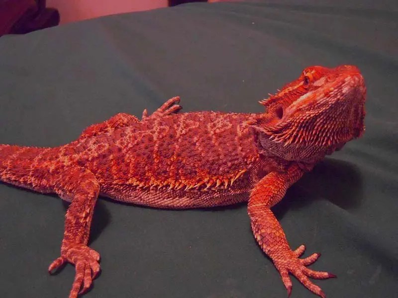 20 Bearded Dragon Morphs and Color Types to Rarest Breed)