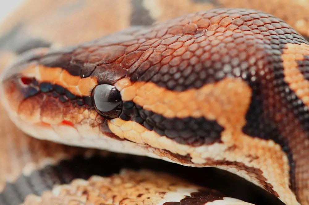 Ball Python Temperature and Humidity Levels for New Terrarium Setup