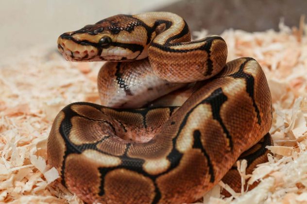 26 Types of Ball Python Morphs and Colors Breeding & Guide) ExoPetGuides