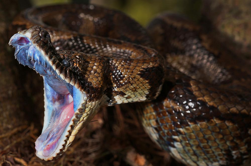 17 Facts About Snake Fangs and Teeth. Do All Snakes Have