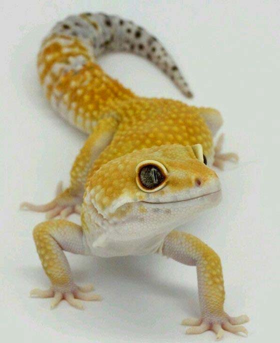 74 Cute Leopard Gecko Compilation That Will Melt Your