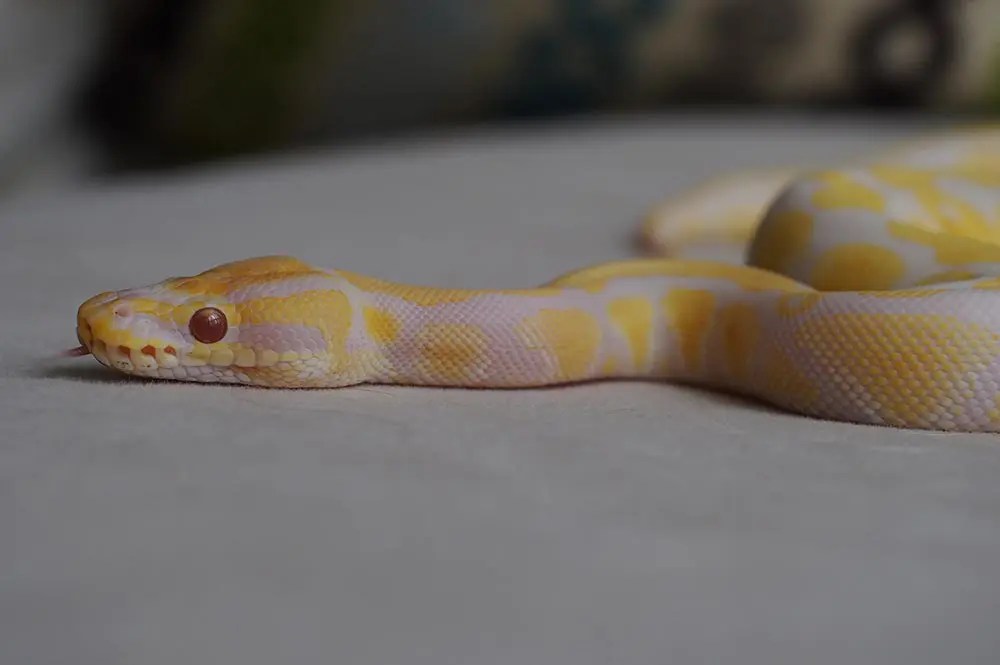 13 Albino Ball Python Morphs (Breeding Uncovered) ExoPetGuides
