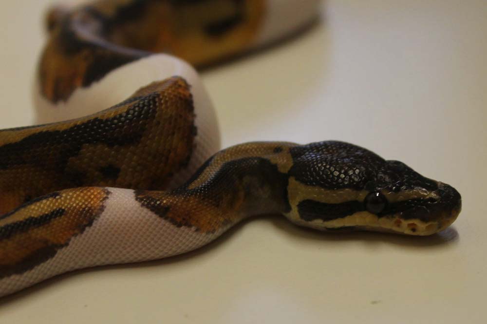 Lightning Pied Ball Python