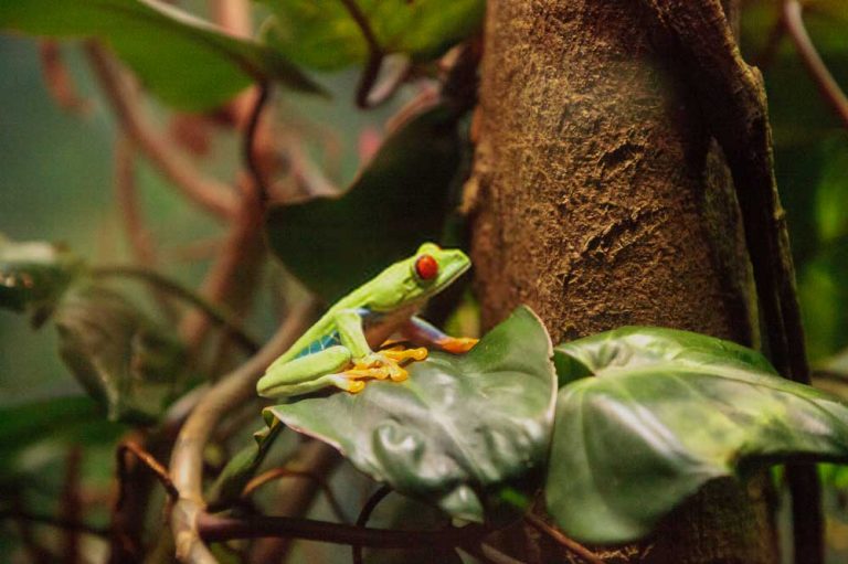 How To Make a Frog Terrarium (Frog Tank Enclosure Setup