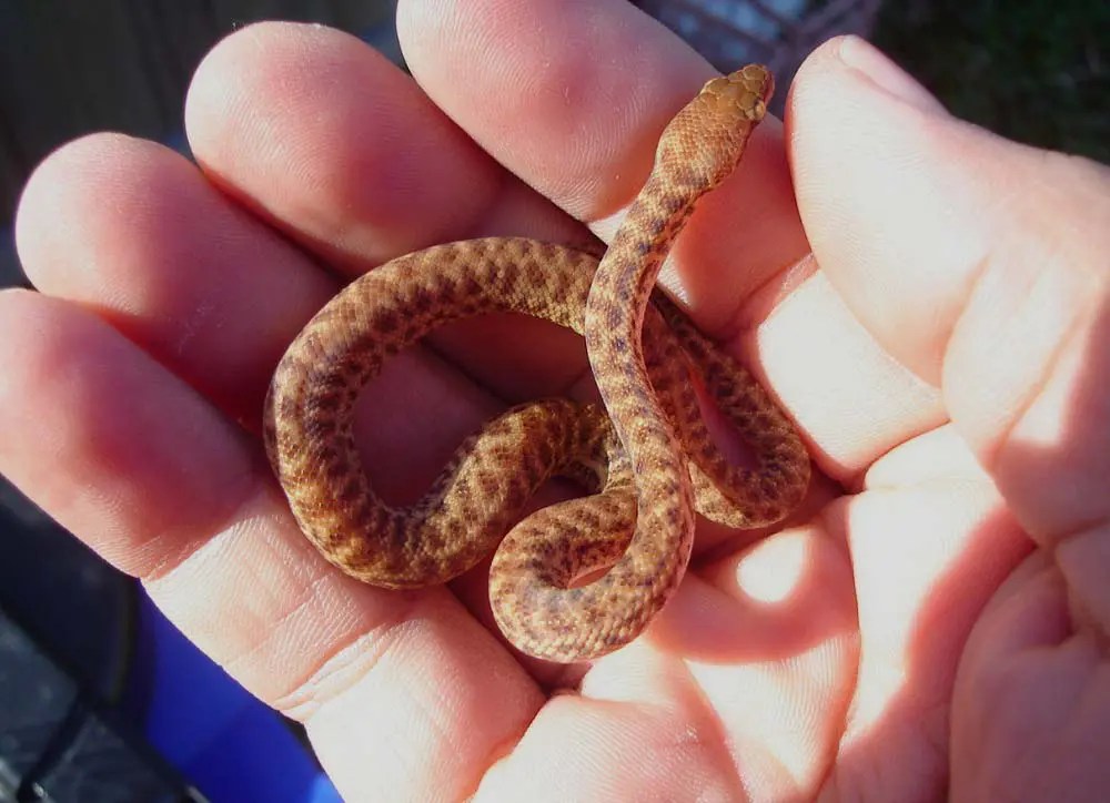 20 Tiny Pet Snakes That Stay Small (Beginner Snake Breed Guide