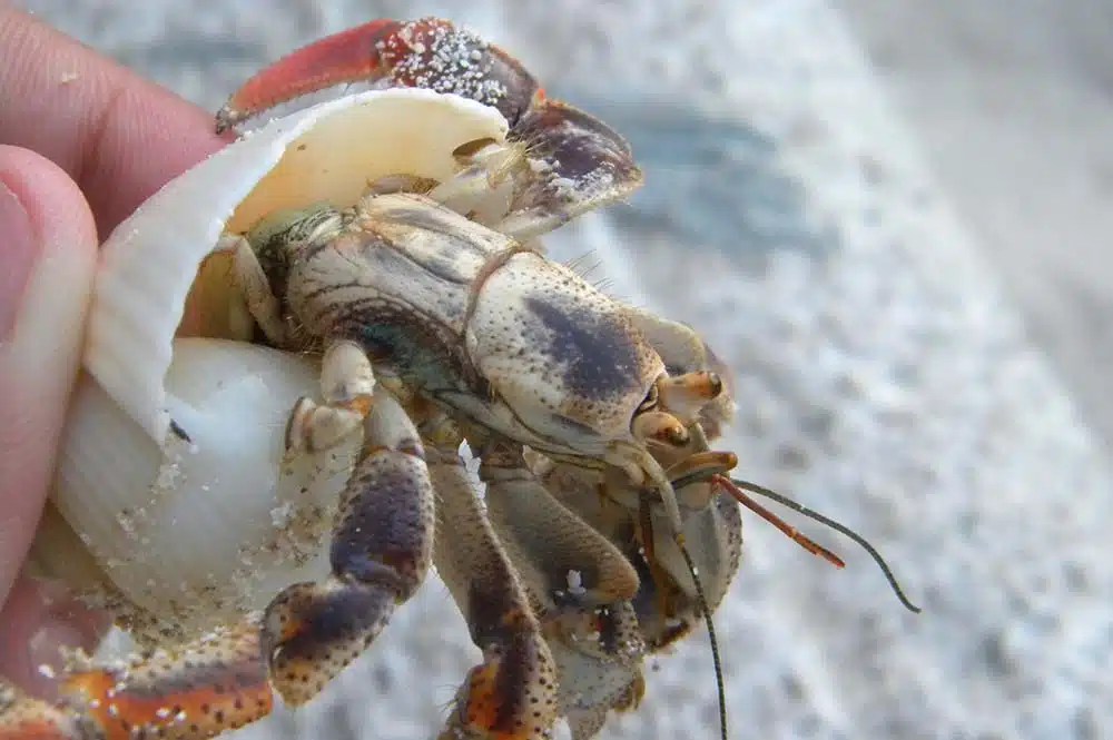 Hermit Crab Molting A Comprehensive Guide for Pet Owners ExoPetGuides