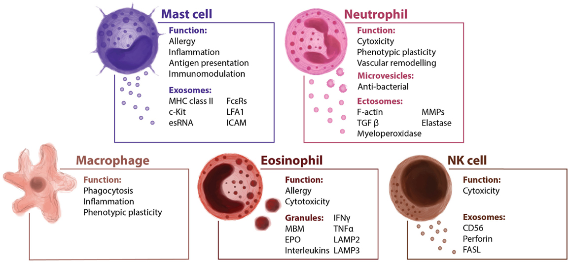 A potential role for secreted vesicles in innate immunity and tumor