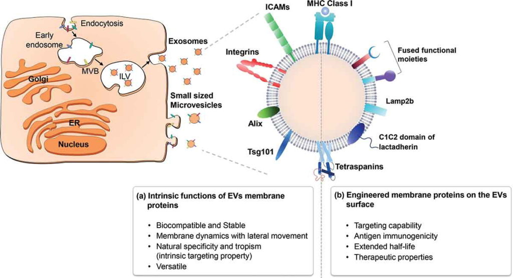 Extracellular vesicles as a platform for membraneassociated