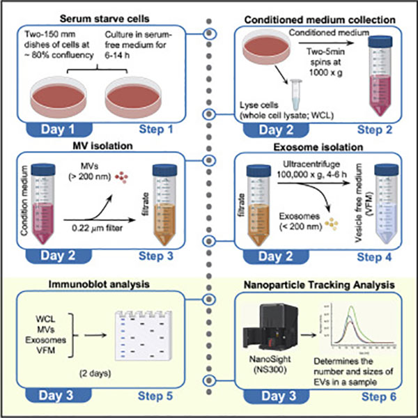 isolateexosomes Exosome RNA