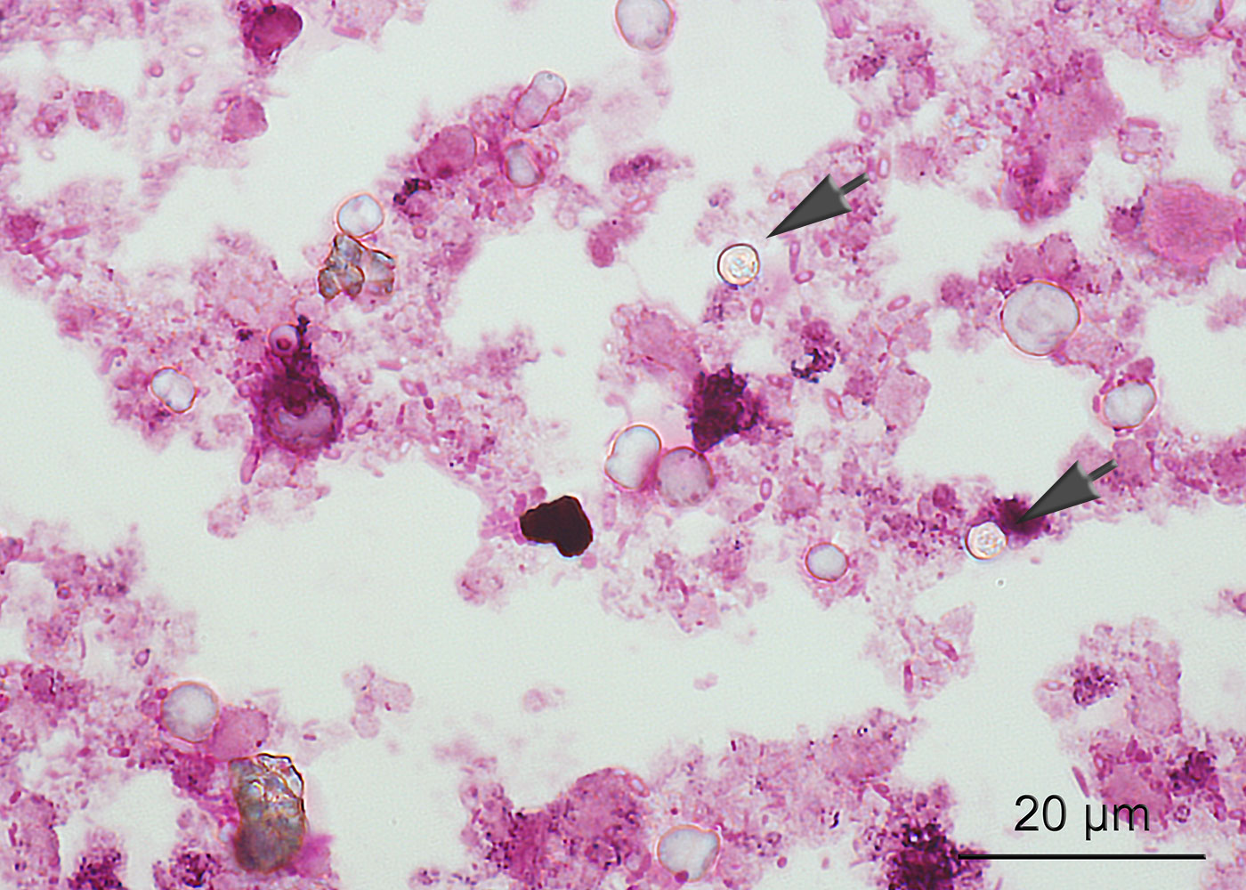 Kryptosporidien ExotenLabor