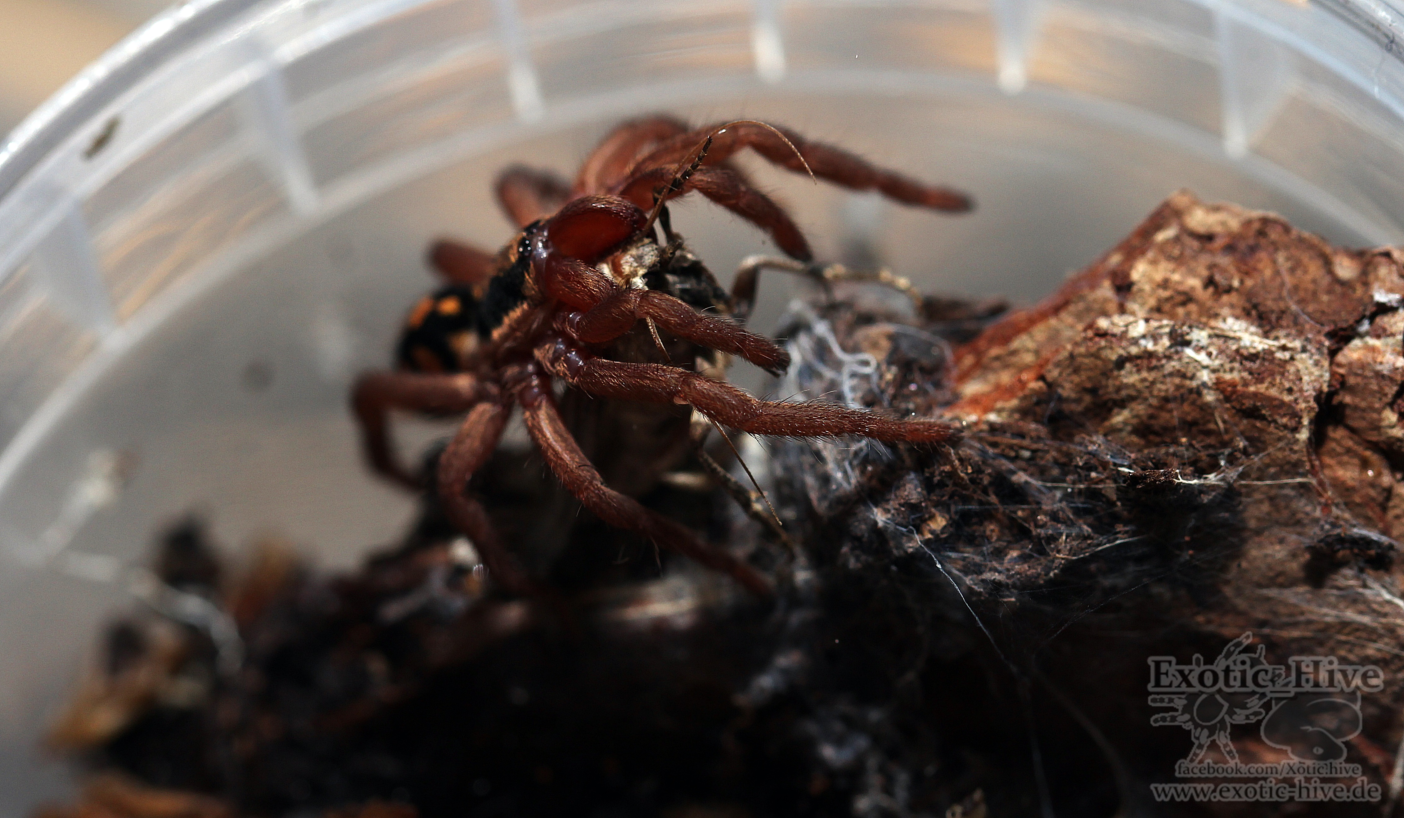 Hapalopus spec. Kolumbien ‚Groß‘ Exotic_Hive