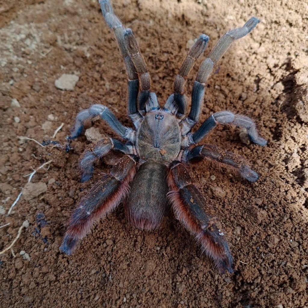 Cyriopagopus sp. “Valhalla” (2cm) 12 Moult. ExoticSpiders