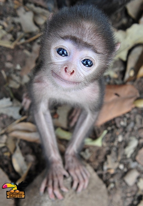 SPIDERMONKEYConvertImage