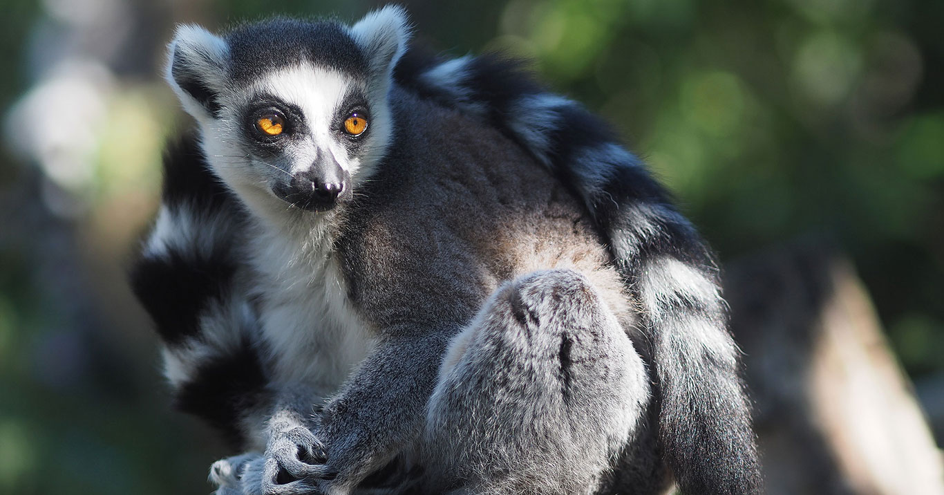 Exotic Animal Rental Miami, Florida and Palm Beach Rent Tiger for Party