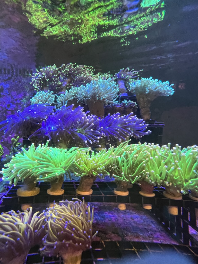 Exotic Aquatics Gallery