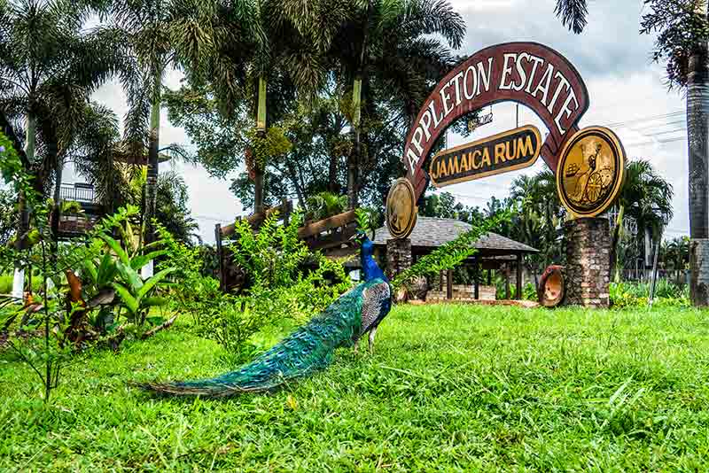 Appleton Estate Rum Distillery Private travel to location with Exotic