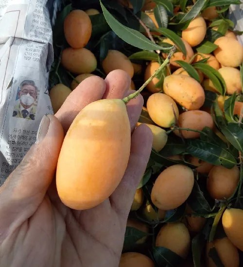 EXOTIC FRUITS PLANTS