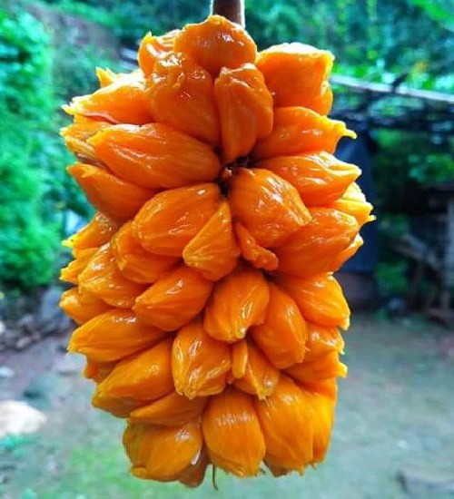 EXOTIC FRUITS PLANTS