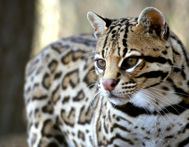 Wild Cats Exotic House Cat